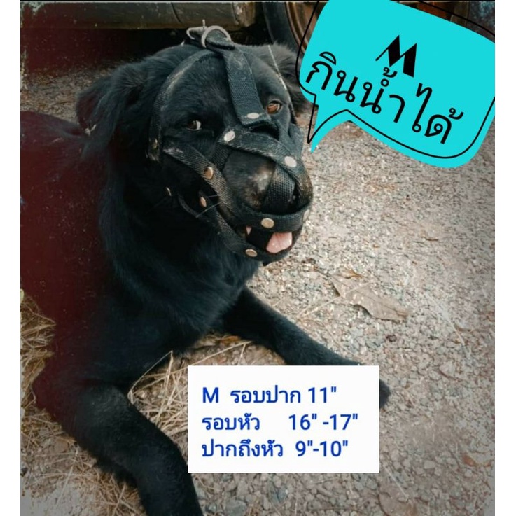 ตะกร้อครอบปากสุนัข ไชส์M สุนัขวัยกำลังโต