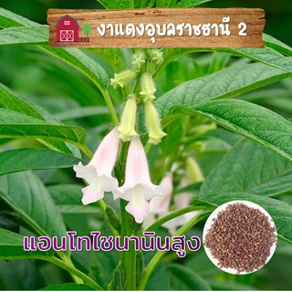 เมล็ดพันธุ์งา งาแดง 10 กรัม สำหรับปลูกหรือเพาะต้นอ่อนงอก (Red sesame 1000 seeds)