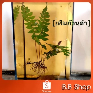 นํ้าหมักใบหูกวาง( 800ml) สูตรเข้มข้น ผสมเกลือสมุทร สำหรับสายกัด /ปลาสวยงาม สะอาดปลอดภัย คุ้มแน่นอน