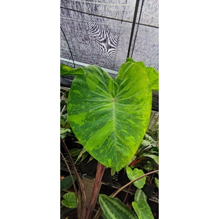 บอนเลม่อน colocasia lemon lime gecko