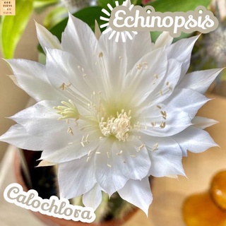 [ดาวล้อมเดือน] อิชินอปซิส ส่งพร้อมกระถาง Echinopsis Colochlora ไม้ทะเลทราย ทนแดด ทนแล้ง โตง่าย ลูกดก  อึดถึกทน