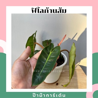 ต้นฟิโลก้านส้ม ฟิโลเดนดรอนก้านส้ม Philodendron billietiae พร้อมส่ง กระถาง 6 นิ้ว ไม้เนื้อเยื้อ