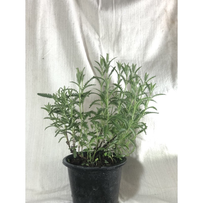 ลาเวนเดอร์ lavenderต้นใหญ่ กอสวยพร้อมกระถาง 8 นิ้วพุ่มสวย