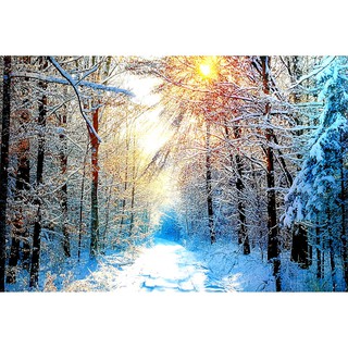 โปสเตอร์ รูปถ่าย วิว ธรรมชาติ ป่าสน Winter Forest Landscapes Nature POSTER 24”x35” Inch Beautiful Earth Sun Spring