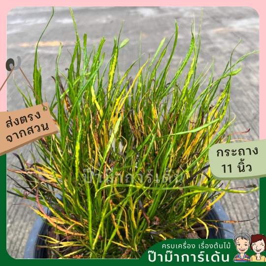 โกสน เปลวสุริยา ส่งพร้อมกระถาง 11 นิ้ว