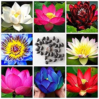 8 เมล็ด เมล็ดบัว คละสี ตัดหัวแล้ว งอกแน่ ของแท้ 100% เมล็ดพันธุ์ ดอกบัว ปลูกบัว เม็ดบัว Lotus seeds.