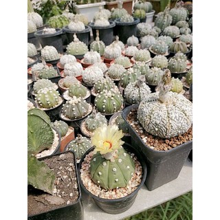 เมล็ดแคคตัสแอสโตรไฟตั้ม ( astrophytum ) 