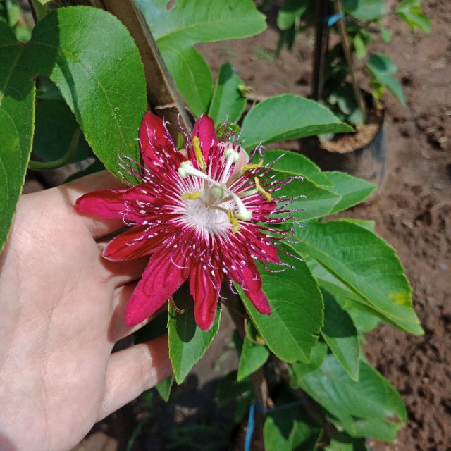 F394 ต้นเลดี้มากาเร็ต Passiflora pink ออกดอกตลอดทั้งปี #ไม้เลื้อย