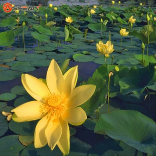 7 เมล็ด เมล็ดบัว สีเหลือง ดอกใหญ่ สายพันธุ์เมล็ดบัว ดอกบัว Lotus seeds.