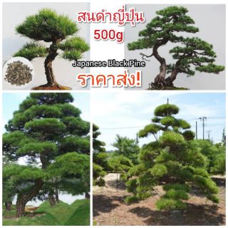 Japanese Black Pine 500g สนดำญี่ปุ่น🌲 สินค้าพร้อมส่ง!!