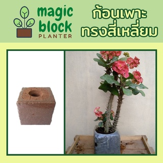 Magicblock ส.15.15 ก้อนเพาะปลูกมหัศจรรย์ทรงเหลี่ยม ขนาด กว้าง 15 ยาว 15 สูง 15 ซม