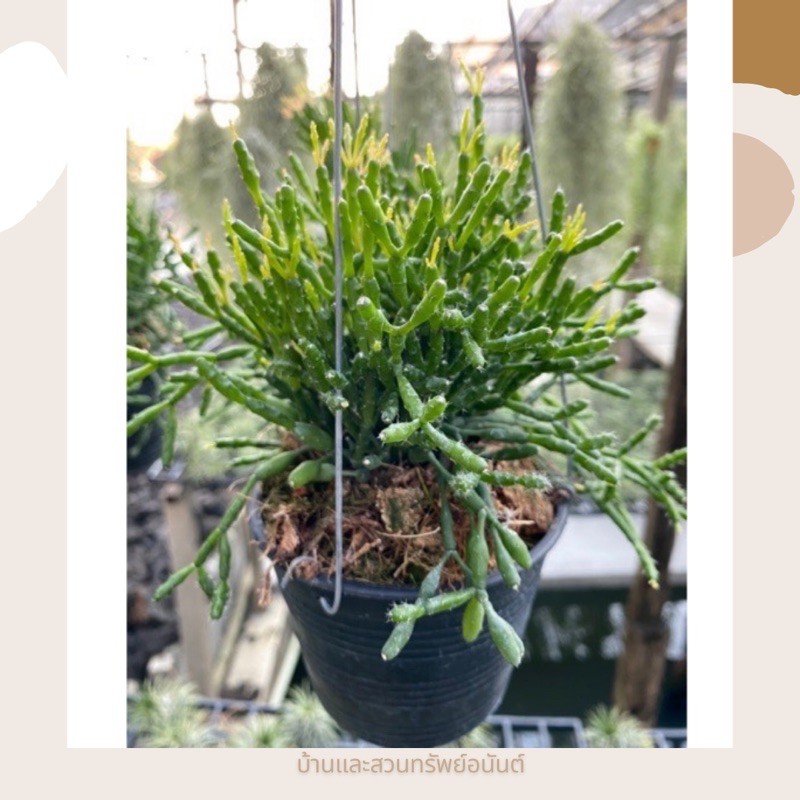 ต้นริพซาลิส ป็อบอาย Rhipsalis baccifera กระถาง 4 นิ้วแขวนลวด 3 ขา