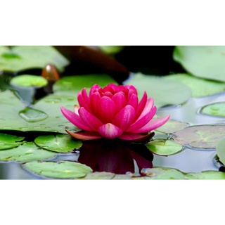 7 เมล็ด เมล็ดบัว สีชมพูบานเย็น ดอกใหญ่ สายพันธุ์เมล็ดบัว ดอกบัว Lotus seeds.