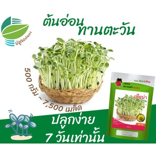 เมล็ดพันธุ์​ต้นอ่อนทานตะวัน​ 500 กรัม (Sunflower Sprout)​