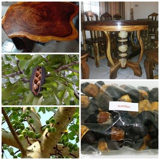 ซื้อ 1 ชุดแถม 1 ชุด เมล็ดมะค่าโมง Ironwood tree Black ไม้เนื้อแข็ง ไม้ขุดล้อม ไม้มงคล 50 เมล็ดแถม 50 เมล็ด