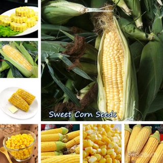 （เมล็ดพันธุ์ ถูก คละ）ในสต็อกในประเทศไทย ข้าวโพดหวาน Super Sweet Corn Seeds บรรจุ 10 บอนไซ บอนไซแคระ ต้นไม้ประดับ ต้นไม้