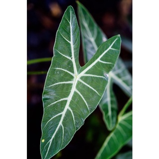 Alocasia_longiloba_1