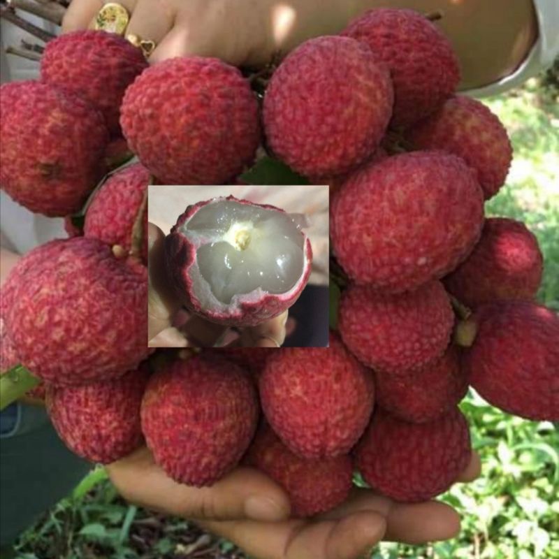 รอบหมดฤดู ลิ้นจี่จักรพรรดิ​ 🍓 1 kg. หวาน หอม ฉ่ำ อมเปรี้ยว อร่อย ฟิน ส่งห้องเย็นเท่านั้น (เดินทางไกลอาจมีสีคล้ำลงนะคะ)