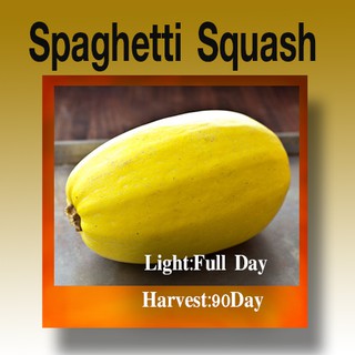 ฟักทองสปาเก็ตตี้ - Spaghetti Squash