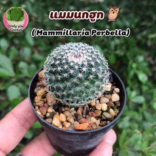 🌵แมมนกฮูก🦉 ( Mammillaria Perbella)  🌵