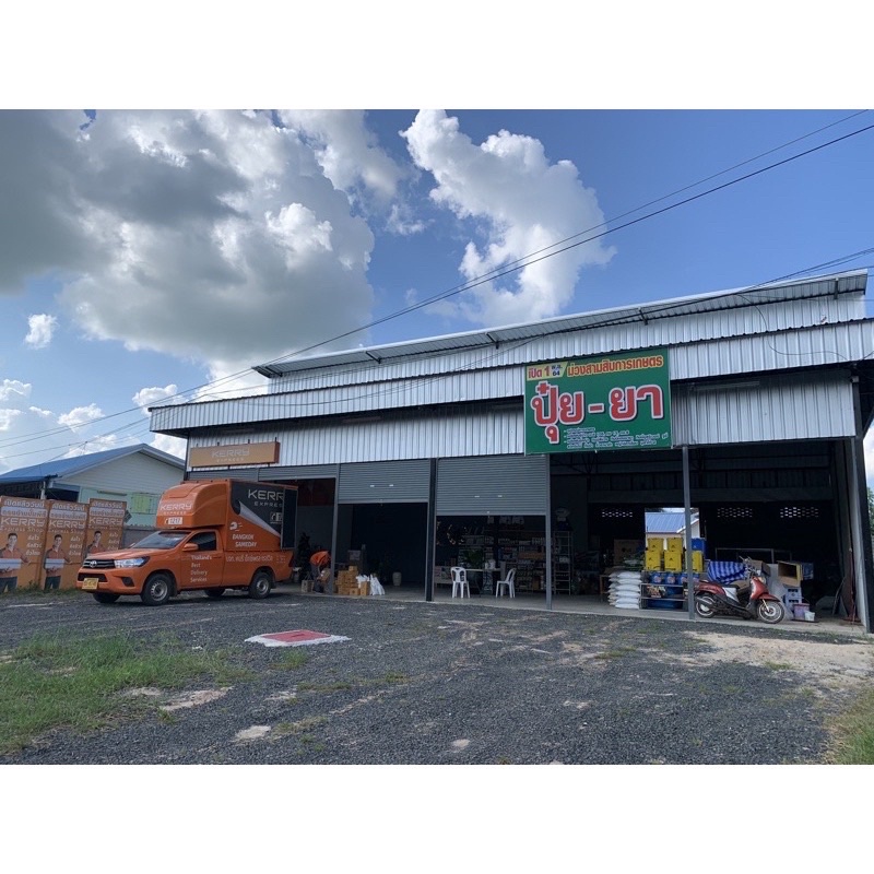 ✅ กินนี กินนี่มอมบาซ่า เมล็ดกินนี่มอมบาซา 1 กิโลกรัม (พร้อมปลูก) - รูปที่ 7