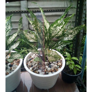 เพชรน้ำหนึ่ง2ต้น ในกระถางขาว10นิ้ว สูงเกิน20ซม.Aglaonema.อโกลนีม่า