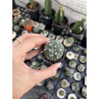 แอสโตรไฟตัม (Astrophytum v type ) ไม้เมล็ด Size 3.5