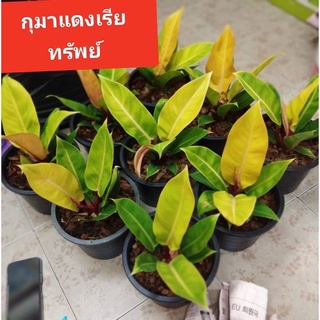 #กุมารแดงเรียกทรัพย์ #เสริมความมงคล กระถาง8นิ้ว
