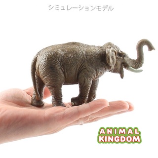 Animal Kingdom - โมเดลสัตว์ ช้างเอเชีย ขนาด 15.00 CM (จากหาดใหญ่)