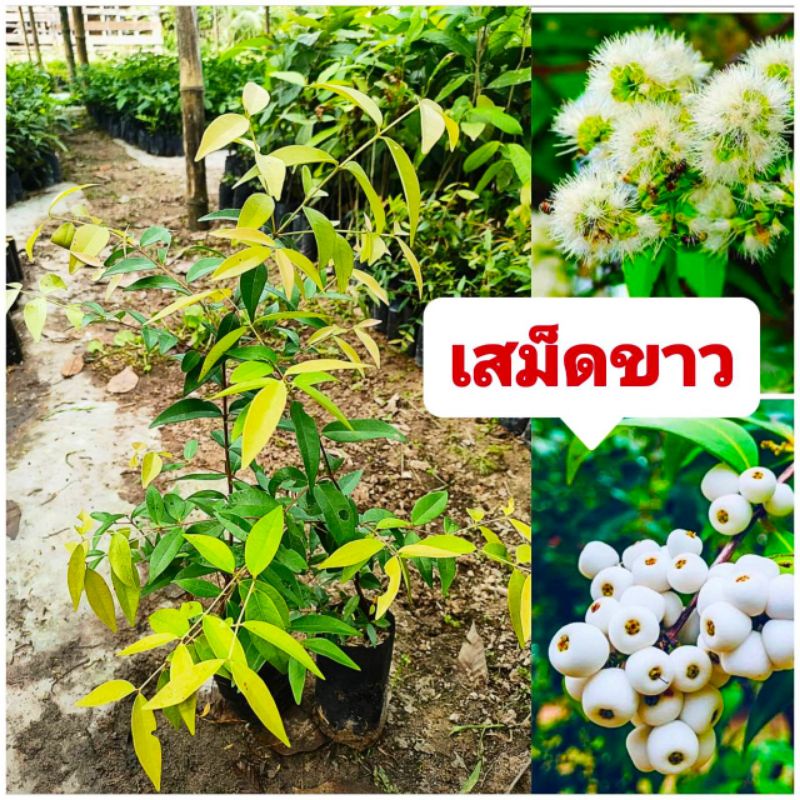 ต้นเสม็ดยอดขาว ,ผักเม็กทานยอด ทานผล มีสรรพคุณทางยา ต้นกล้าเเข็งเเรงพร้อมปลูกต้น