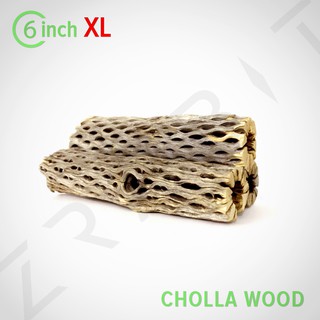 Cholla Wood 6inch ใหญ่พิเศษ ขอนไม้ บ้านกุ้ง กุ้งแคระ กุ้งเรดบี กุ้งสุราเวสี