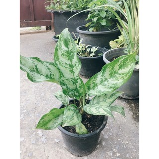 ต้นเขียวหมื่นปี ♻️ไม้ประดับดูดสารพิษ 🎋ว่านมงคลทำให้อายุยืนยาว Aglaonema Modestum