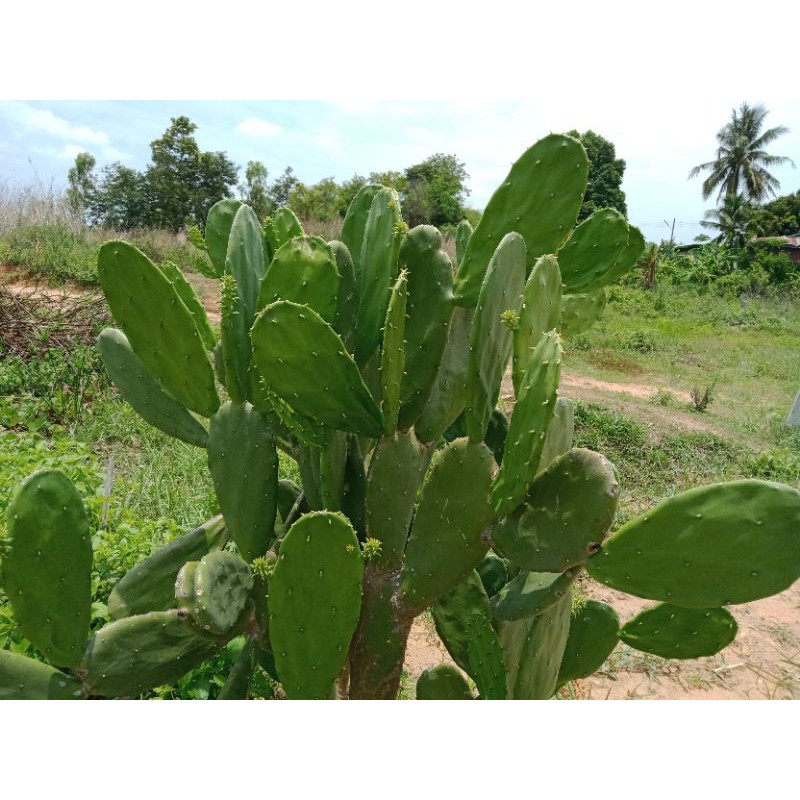ใบเสมา โอพันเทีย หูกระต่ายยักษ์🌵ชุด 6 ใบเดี่ยวตัดใบสดส่ง