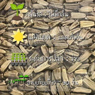 เมล็ดพันธุ์ เอ็กไคนาเซีย 150 เมล็ด Echinacea purpurea Seed เมล็ดพันธุ์แท้ นำเข้าจากต่างประเทศ ปลูกผัก สวนครัว ถูกดี