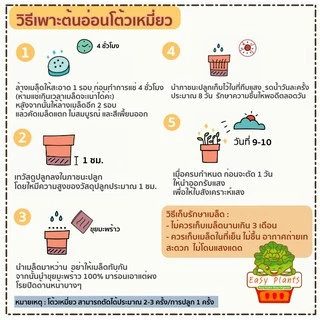 เมล็ดโต้วเหมี่ยว ถั่วลันเตา pea seed เมล็ดเพาะงอก เมล็ดไมโครกรีน โต้วเหมี่ยว ต้นอ่อน เพาะงอก