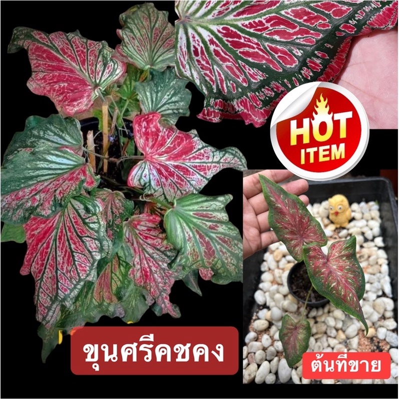 บอนสี “”ขุนศรีคชคง “”บอนไทยบอนเก่า ส่งต้นกัดสีแล้วสวยๆ🪴💥