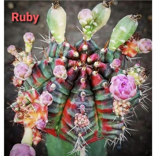 หน่อเด็ดสดแคคตัส ยิมโน (Gymno) "Ruby" สวยๆ