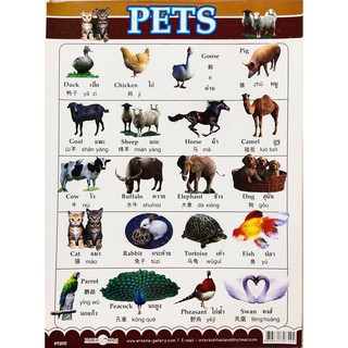 สื่อความรู้ เรื่อง PETS # PT010ภาพโปสเตอร์ 3 ภาษา ไทย จีน อังกฤษ