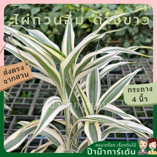 มุมมอง 2