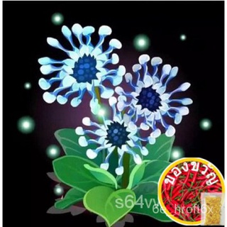 Zhuqi Flower Seed อุตสาหกรรมเมล็ดพันธุ์ดอกเบญจมาศตาสีฟ้า แอฟริกาเดซี่ โฟร์ซีซั่可播ดอกไม้ ตาสีฟ้าดอกเบญจมาศ ดอกไม้ที่สวยงา