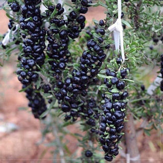 25 เมล็ด เมล็ดโกจิเบอร์รี่ดำ (Black Goji Berry)