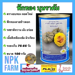 ฟักทอง บุษราคัม ลายข้าวตอก ขนาด 100 กรัม เมล็ดพันธุ์ ลอตใหม่ งอกดี เนื้อสีเหลืองเข้ม รสชาติหวานมัน อร่อย ขายง่าย ตลาดชอบ