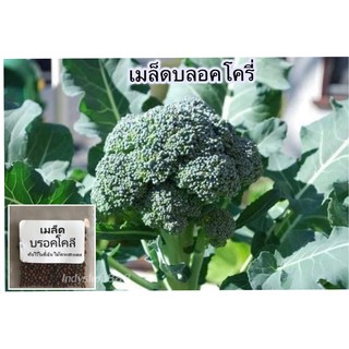 เมล็ดพันธุ์ บล็อคโคลี่ 200 เมล็ด [10 แถม 1 คละได้]