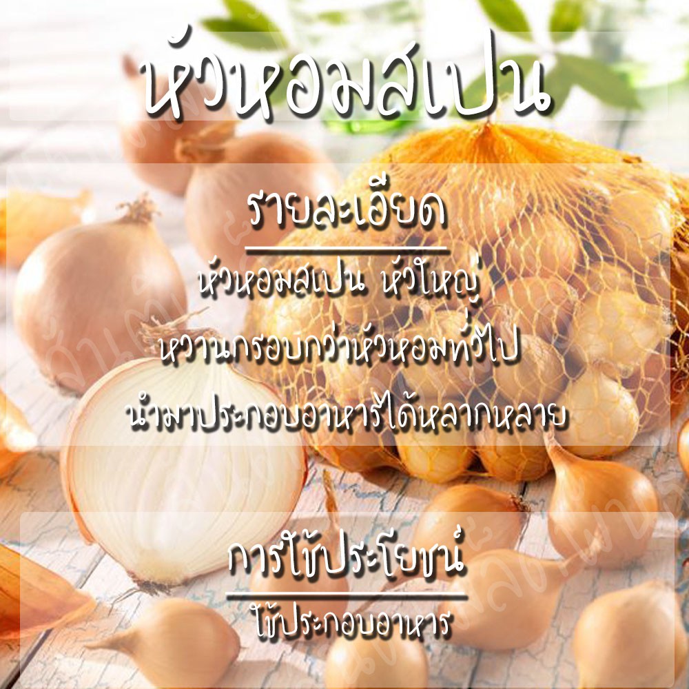 เมล็ดพันธุ์ หัวหอม สเปน สีเหลือง 150 เมล็ด Yellow Sweet Spanish Onion เมล็ดพันธุ์แท้ นำเข้าต่างประเทศ ปลูกง่าย โตไว - รูปที่ 2