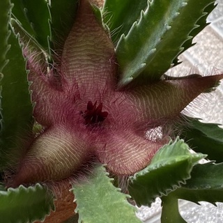 เก๋งจีนดอกปลาดาว Stapelia Gigantea; Starfish Flower Cactus  ตัดกิ่งสด