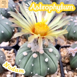 [แอสโตรแอสทีเรียสนูดัมไซส์ใหญ่] Astrophytum Asterias Var.Nudum ส่งพร้อมกระถาง แคคตัส Cactus Succulent Haworthia