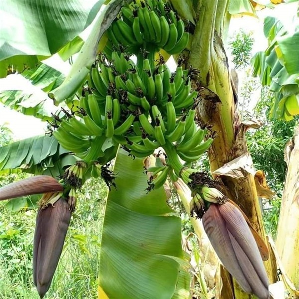 1 หน่อกล้วย สายพันธุ์ มาฮอย ต้นกล้วย ไม่ชุบน้ำยา ปลอดสารเคมี พร้อมปลูกลงดินได้เลย ขุดส่งตามออเดอร์ ขนาดหน่อใหญ่