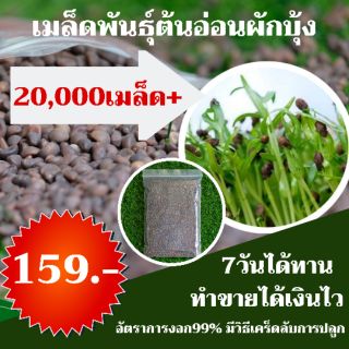 เมล็ดพันธุ์ต้นอ่อนผักบุ้ง  1 กิโล 20,000+เมล็ด  159 บาท