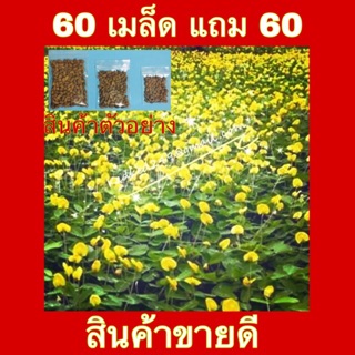 พืชคลุมดิน เมล็ดพันธุ์ ถั่วบราซิล**60 เมล็ด แถม 60 เมล็ด**ปลูกแทนหญ้า ตกแต่งสวน ทนแล้ง กำจัดวัชพืช บำรุงดินรักษาความชื้น