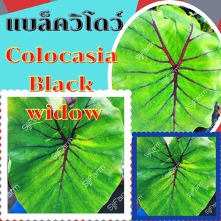 1 ต้น colocasia black widow บอนแบล็ควิโดว์ กระดูกใบสีดำคล้ายหน้ากากฟาโรห์ เด่น สวย ส่งแบบตัดใบออก สินค้าพร้อมจัดส่ง